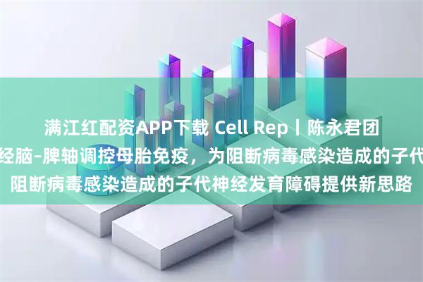 满江红配资APP下载 Cell Rep丨陈永君团队揭示:母体妊娠期电针经脑–脾轴调控母胎免疫,为阻断病毒感染造成的子代神经发育障碍提供新思路